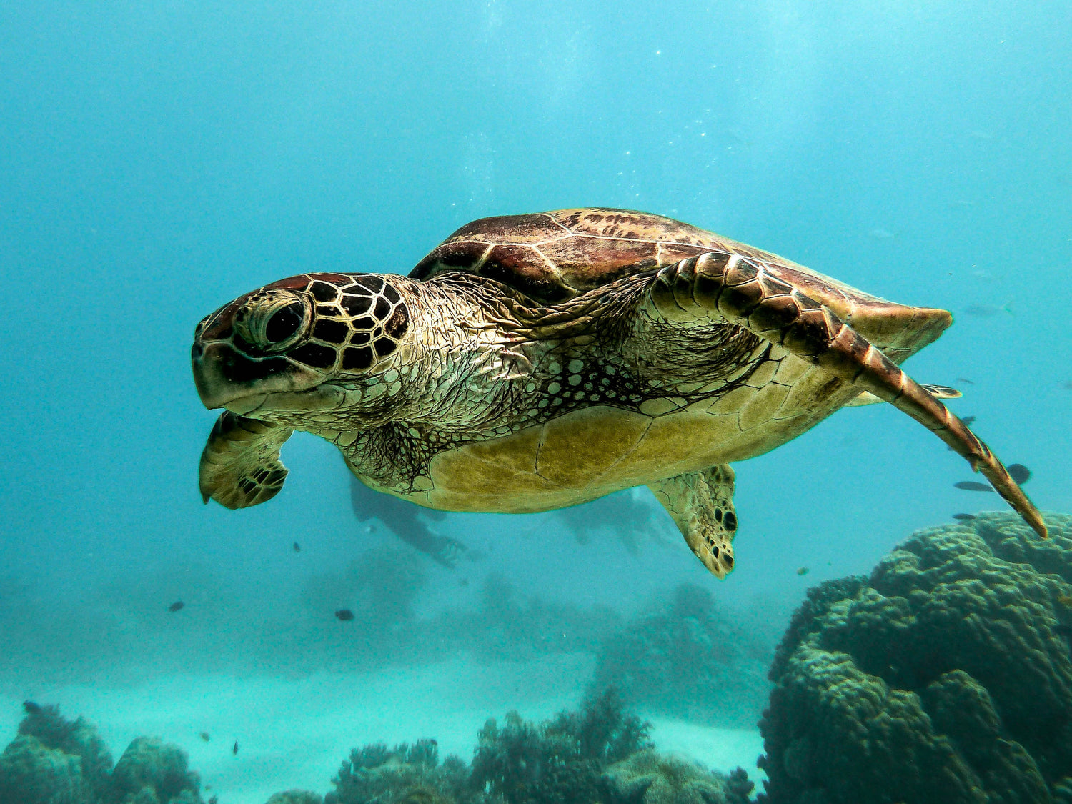 Why are sea turtles endangered? And how you can save sea turtles by buying lip balm