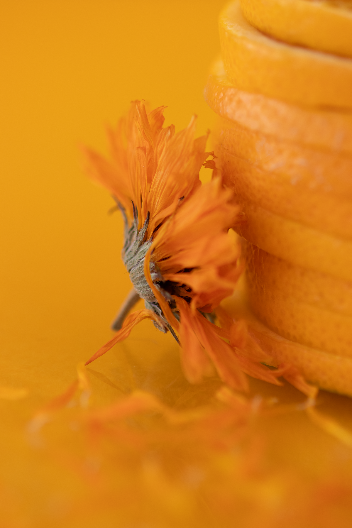 The Skin Benefits of Calendula: An Herbalist’s Guide – Blue Heron ...