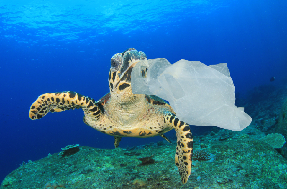 Does Buying From Eco-Friendly Brands Actually Help the Environment?